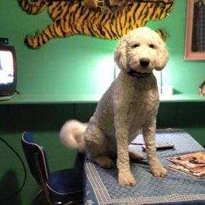 Meet your Posher, Nancy